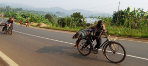 Rwanda, varkentransport    
